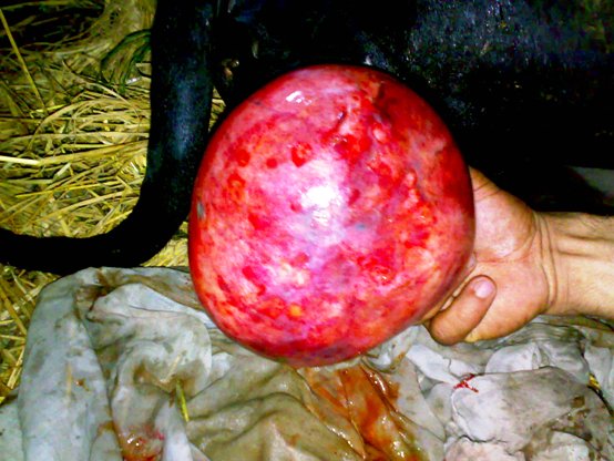 uterine cyst cow
