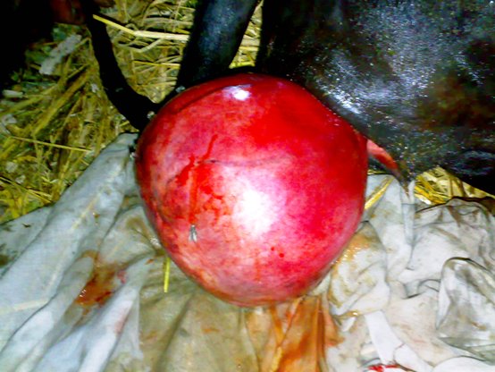 uterine cyst cow