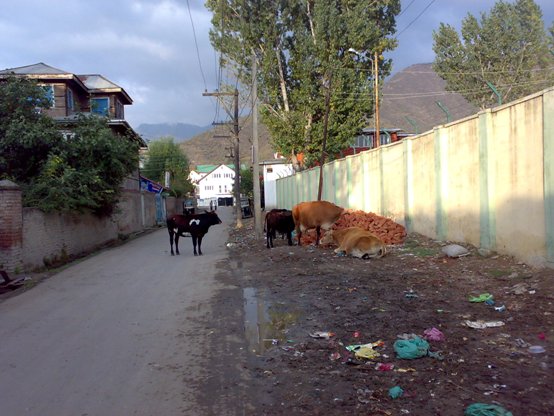 Wandering crossbred cattle Wandering crossbred cattle
