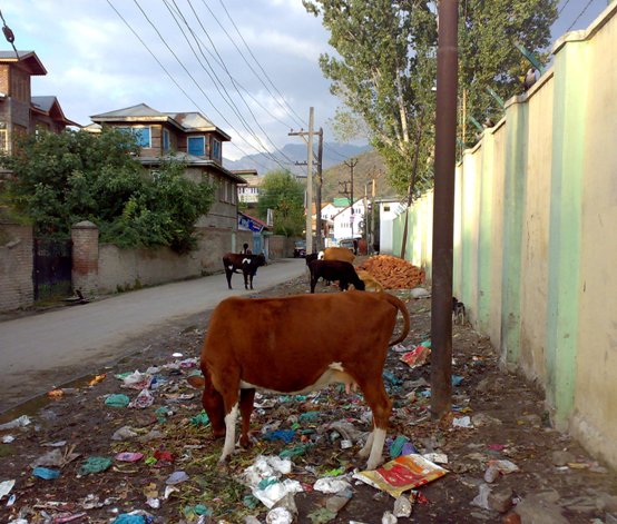 Wandering crossbred cattle Wandering crossbred cattle