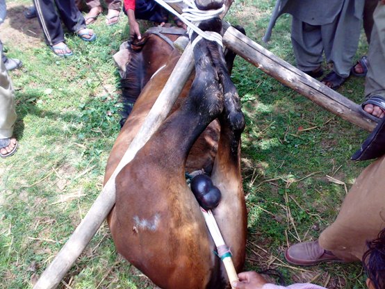 16062008103 horse castration cruelty animal spca
