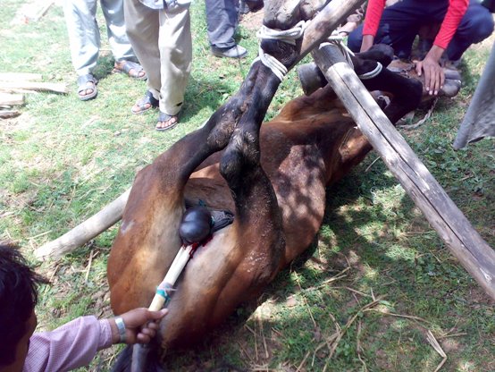 16062008104 horse castration cruelty animal spca