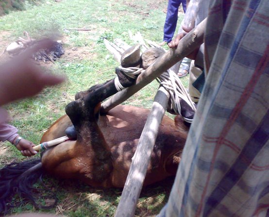 16062008105 horse castration cruelty animal spca