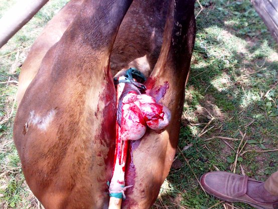 16062008107 horse castration cruelty animal spca