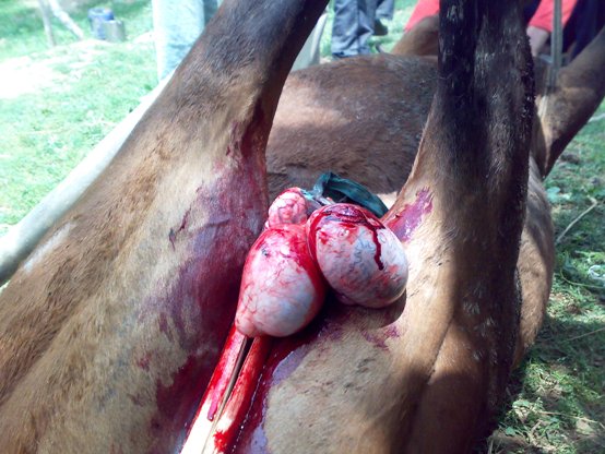 16062008108 horse castration cruelty animal spca