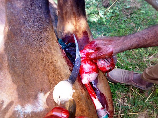 16062008109 horse castration cruelty animal spca