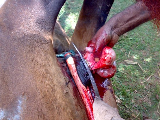 16062008110 horse castration cruelty animal spca