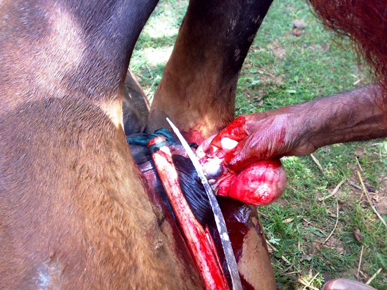 16062008111 horse castration cruelty animal spca