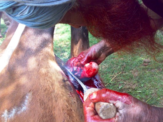 16062008112 horse castration cruelty animal spca