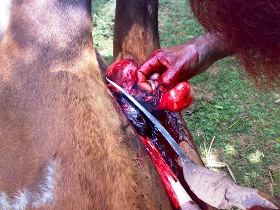 16062008113 horse castration cruelty animal spca