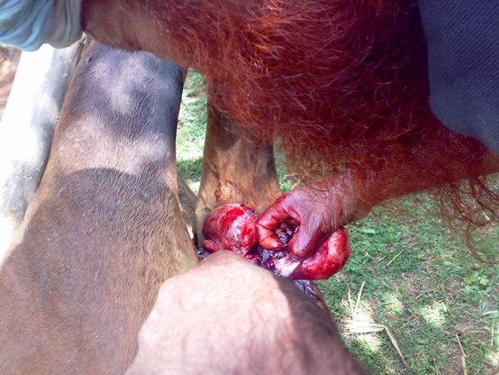 16062008114 horse castration cruelty animal spca