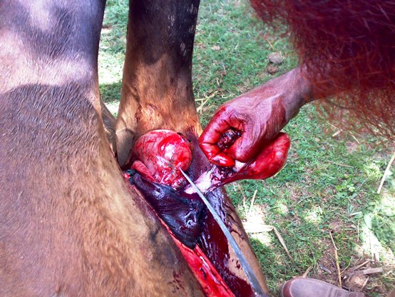 16062008115 horse castration cruelty animal spca
