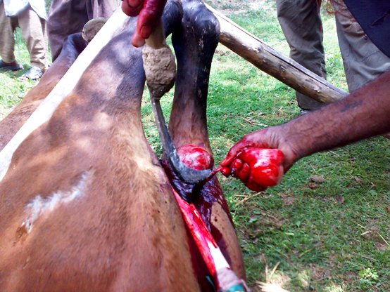 16062008116 horse castration cruelty animal spca