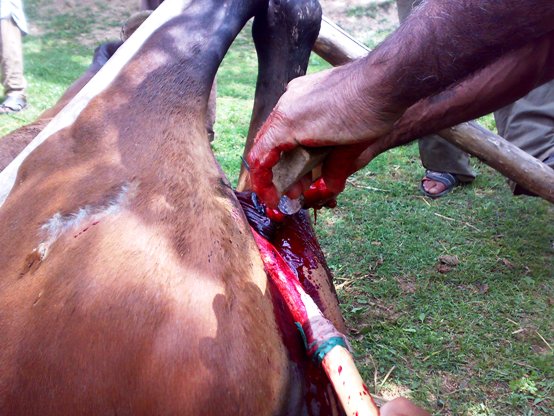 16062008117 horse castration cruelty animal spca