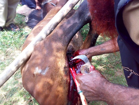 16062008118 horse castration cruelty animal spca