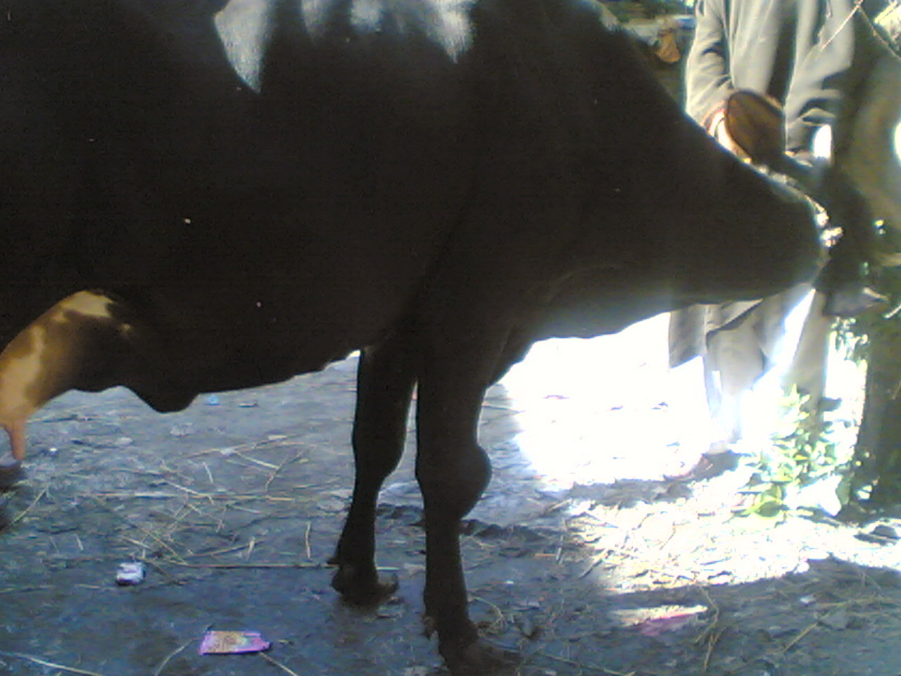 bursitis