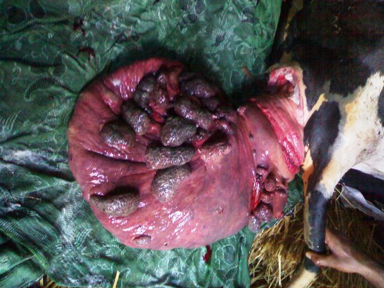 uterine prolapse complete postpartum bovine cow