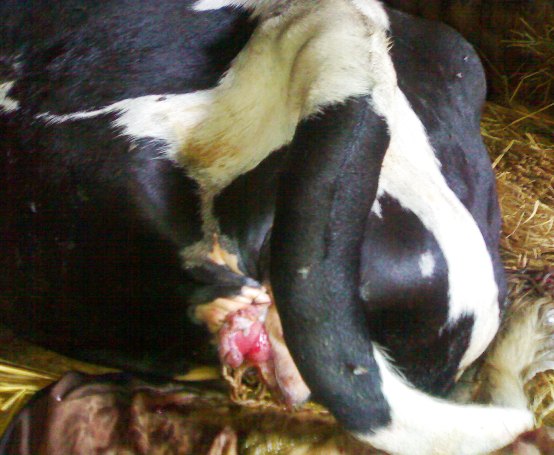 uterine prolapse cow 