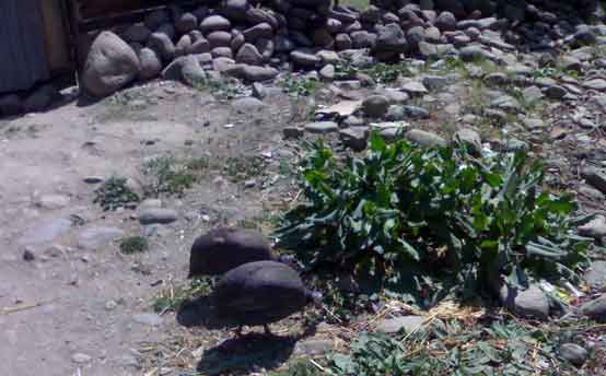 Turkey in Kashmir