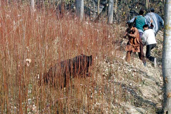 wild bear humans fighting