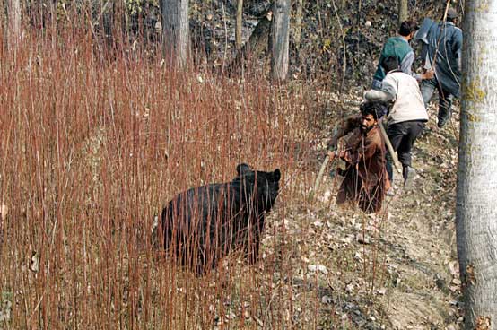 wild bear humans fighting