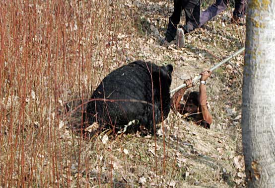 wild bear humans fighting