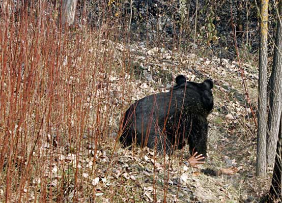 wild bear humans fighting