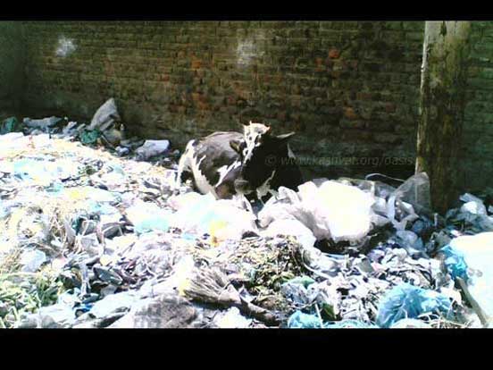 Cow-in-garbage_fit.jpg