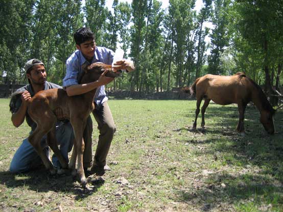 Foster parents for a foal rejected by mare two boys