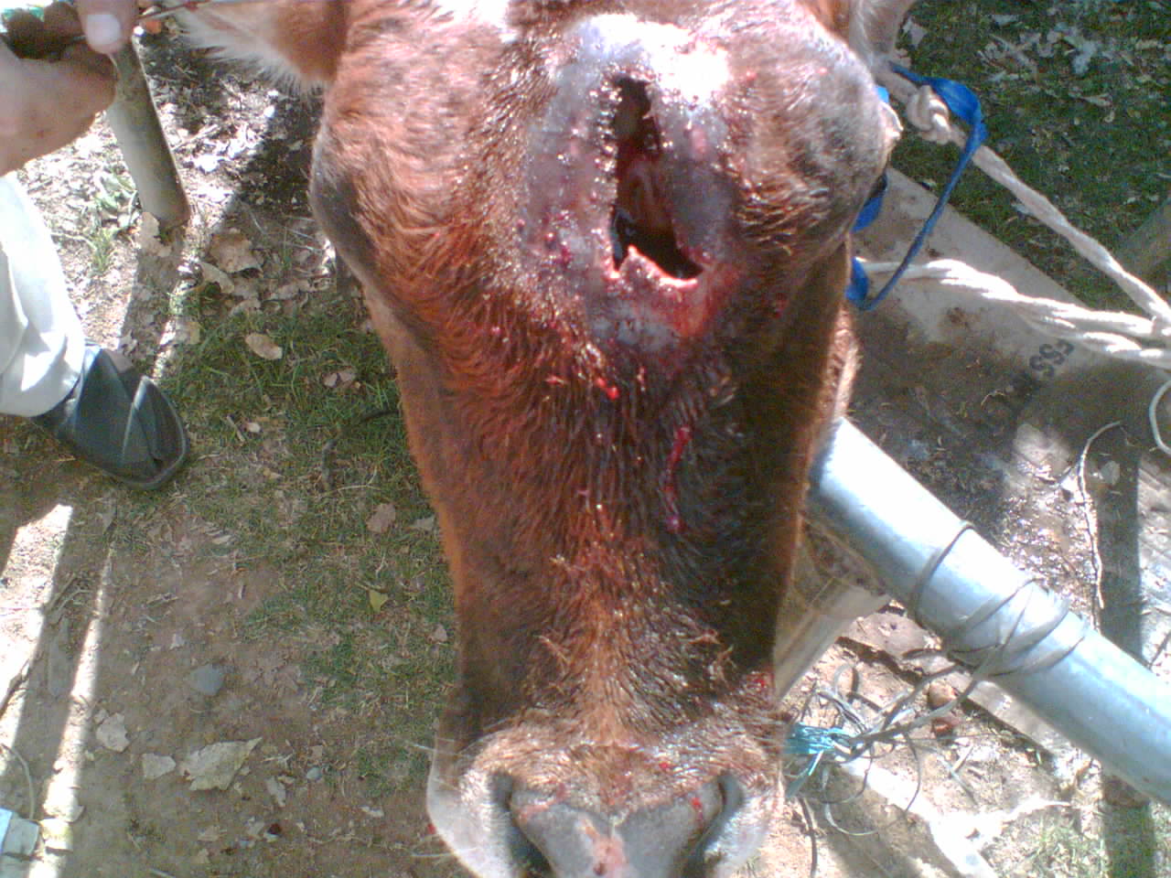 Image(084).jpg