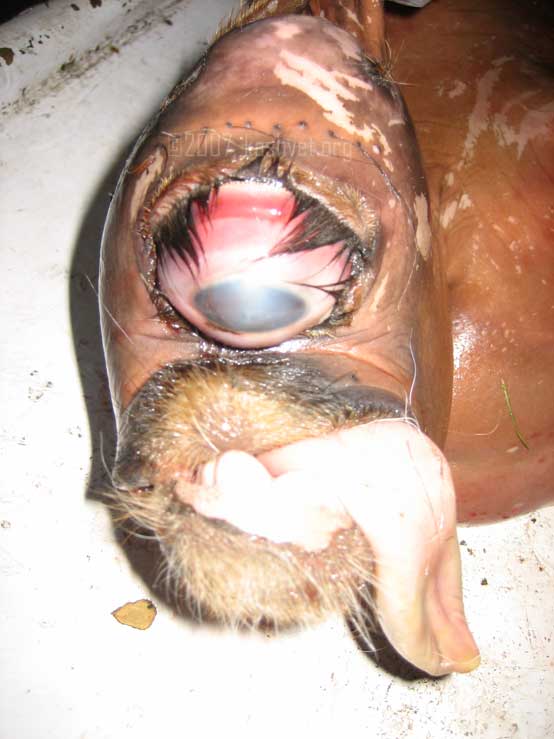 Frontal view of cyclop monster calf teratology calf frontal view cyclop monster teratology