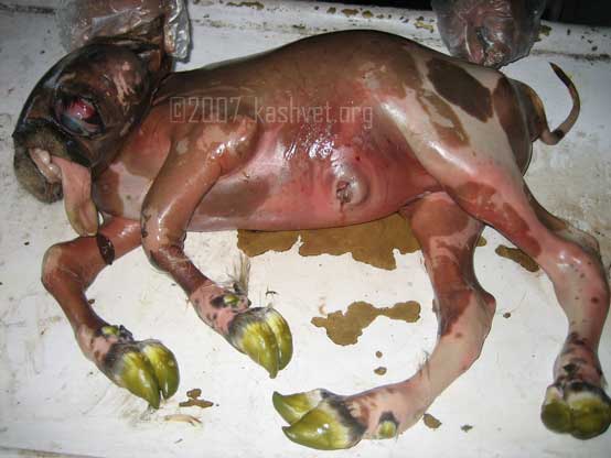 Lateral view of cyclop monster calf teratology calf lateral view cyclop monster teratology