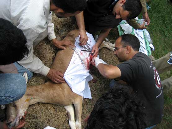 surgery on shapu