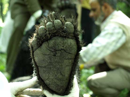 bear foot bear foot
