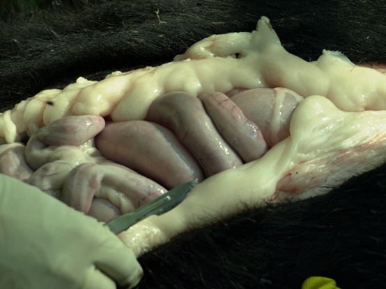 bear-pm4 bear fat and intestines