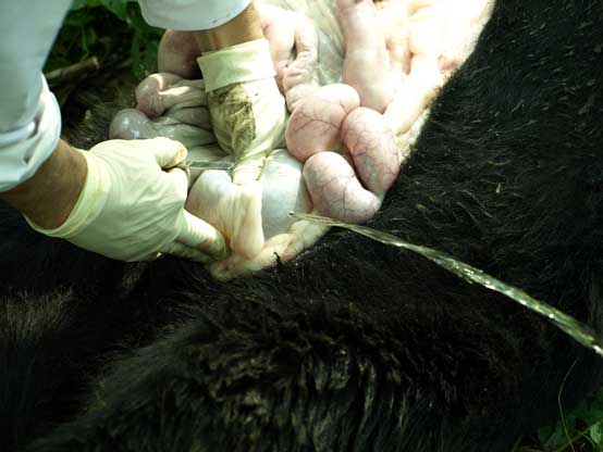 bear-pm5 just emptying a bears bladder