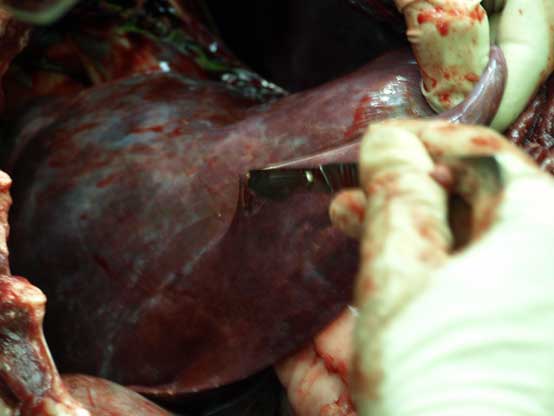 bear-pm6 bear liver