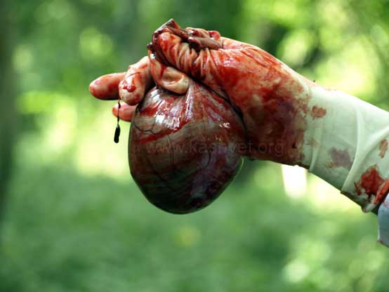 bear-pm7 bear gall bladder bile fluid