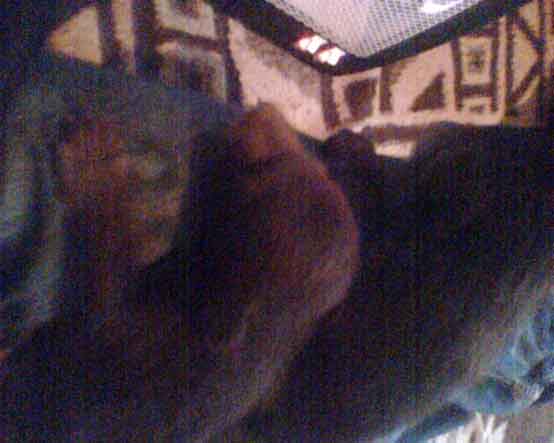 Bear Cubs