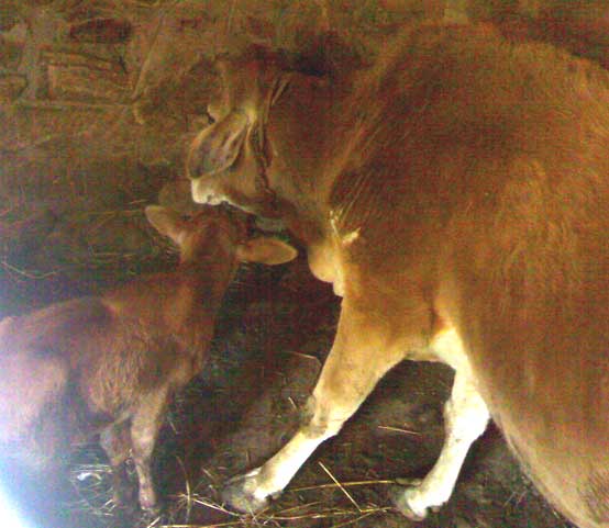 Calf and Dam
