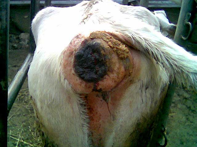 cow-granuloma.jpg