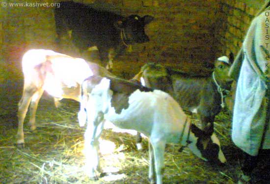 crop_calf.jpg