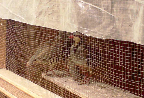 dsc00407 Captive pheasants chakoors wild birds law