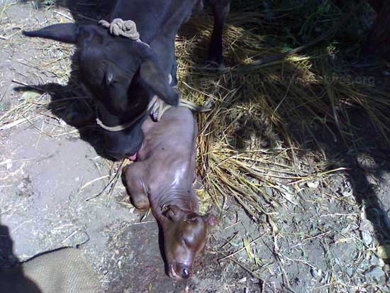 Aborted Fetus