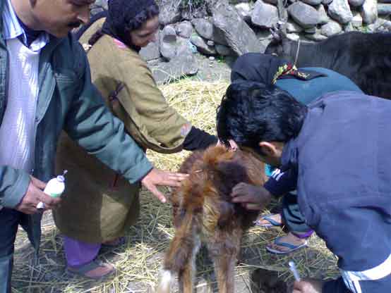 Mass FMD Vaccination