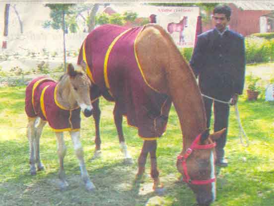 gaurav1.jpg