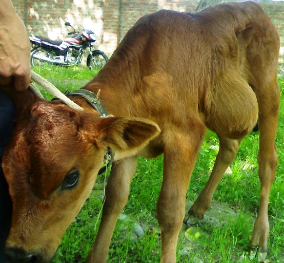 hernia calf abdominal