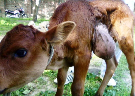 hernia abdominal calf
