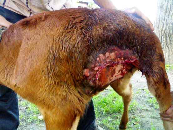 hernia calf abdomen suture