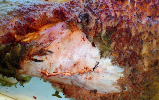 hernia_sheep_13 Hernia, herniorrhaphy, sheep, umbilical hernia, abdominal hernia